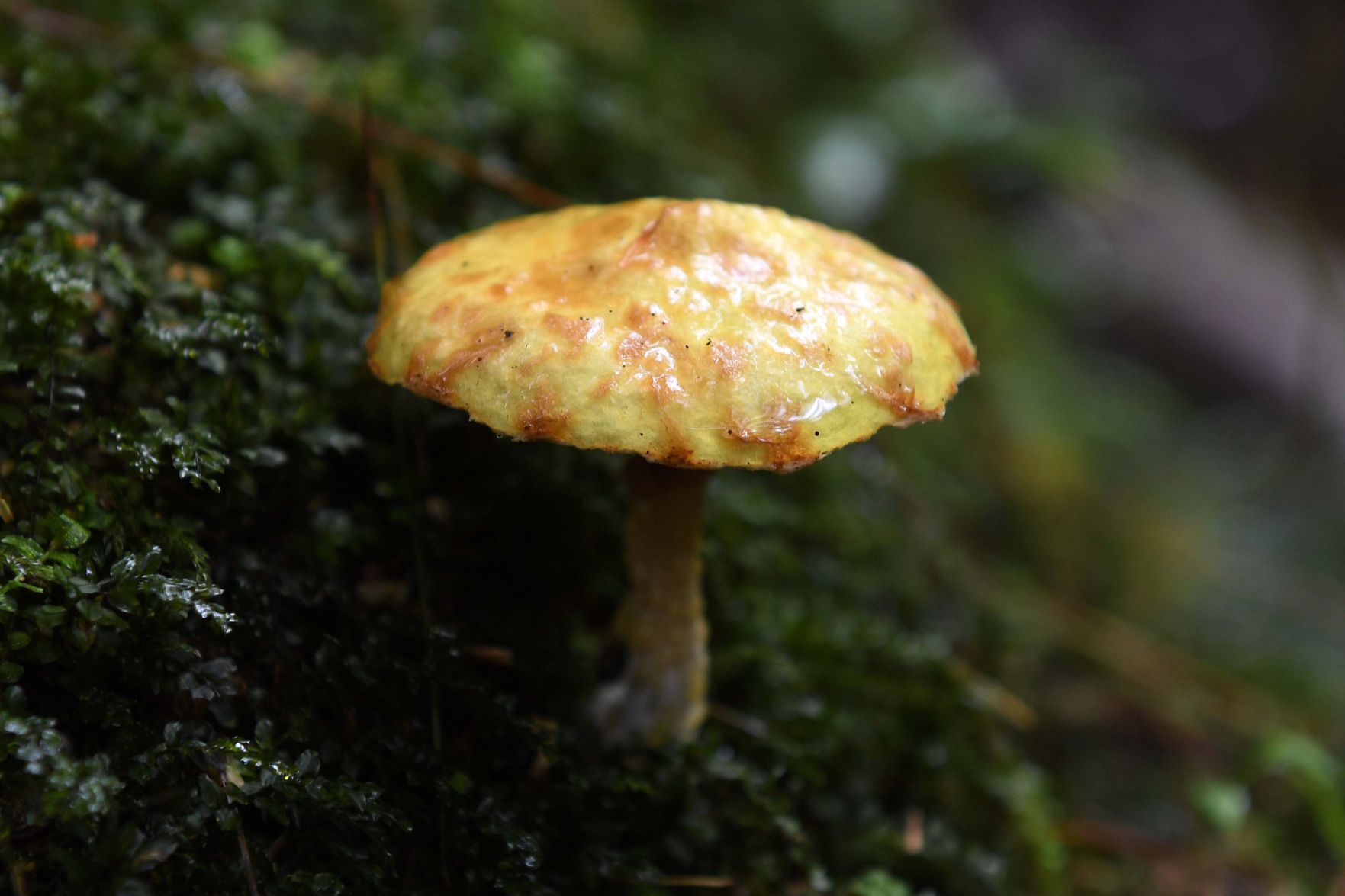 Pennsylvania Mushrooms.11.jpg
